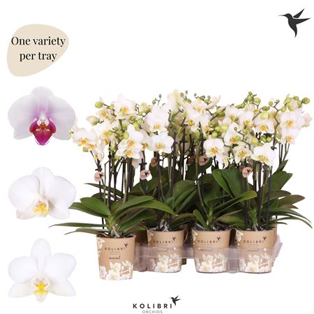 Phal Little Kolibri 3st White 40+ (ok)