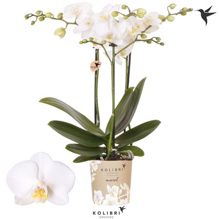 Phal Little Kolibri 3st Sweden 40+ (ok)