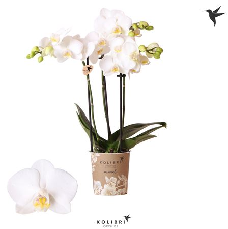 Phal Little Kolibri 3st Sweden 40+ (ok)
