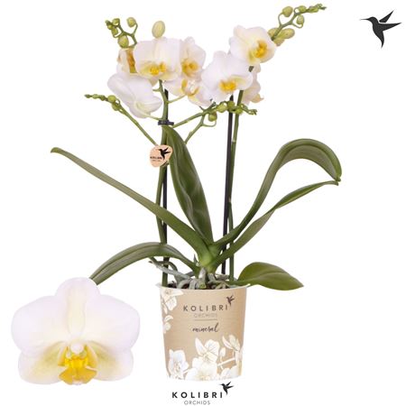 Phal 2st Mineral Hawaii 20+