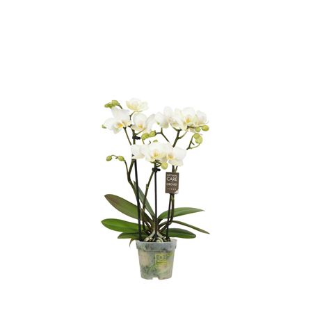 Phal 3st Sweety White 15+