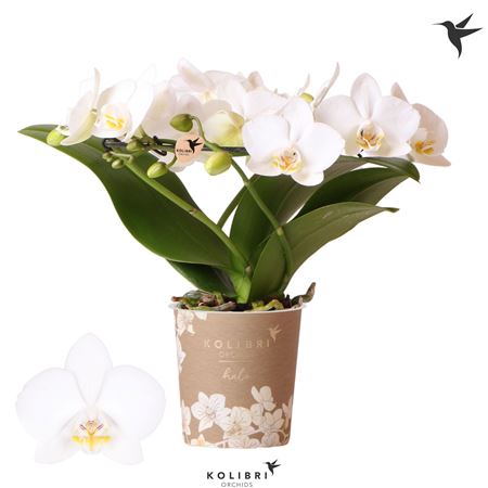 Phal Halo White