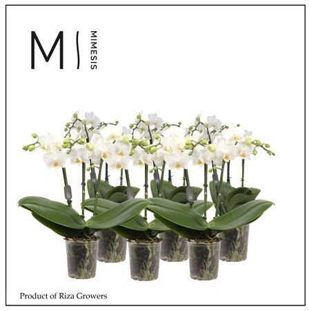 Phalaenopsis Multi White 3 Spike - 12cm | Mimesis