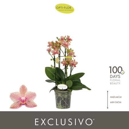 Фал 4-й Эксклюзив Пикачу (опти)