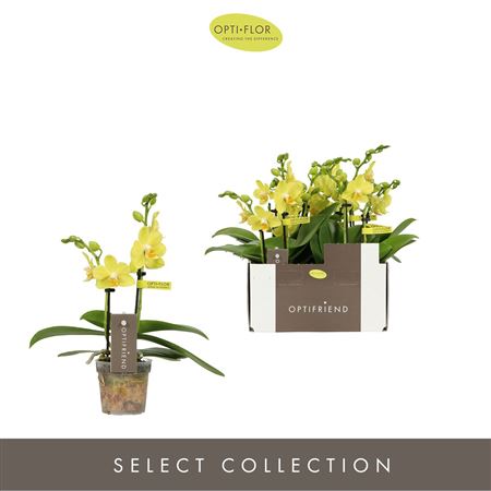 Phal 2st Mini Vayenne