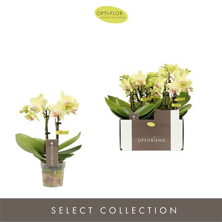 Phal 2st Lena 10+ (opti)