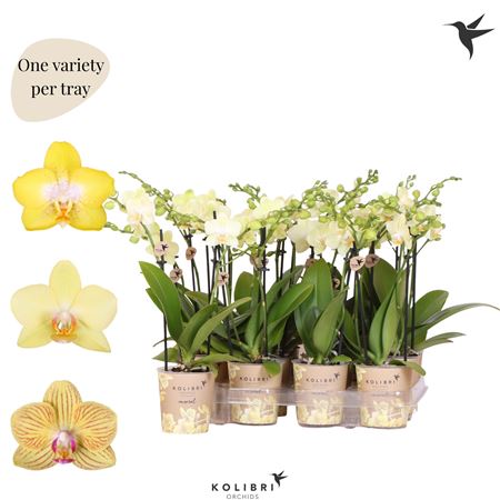Phal Little Kolibri 2st New Yellow 22+ (ok)