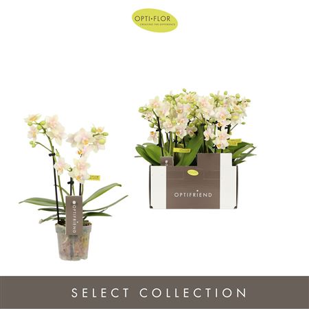 Phal 3st Optifriend Sara (opti)