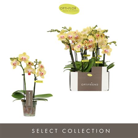 Phal 2st Stella 10+ (opti)