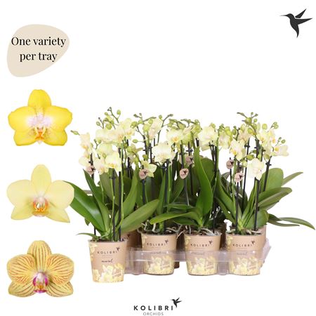 Phal Kolibri Yellow 3st