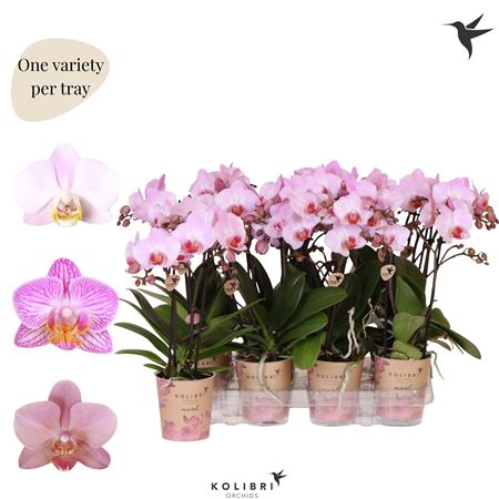 Phal Little Kolibri 2st Pink 22+ (ok)