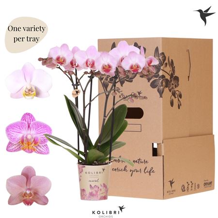Phal Kolibri Pink 3 Spike No Sleev