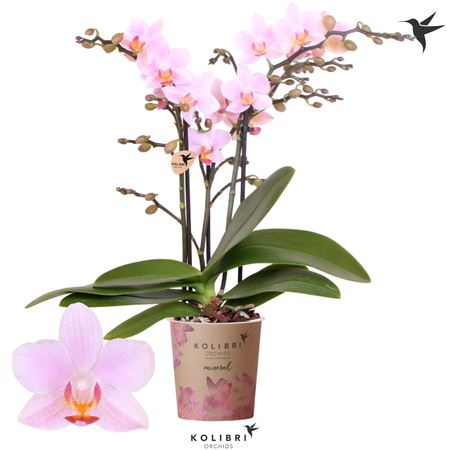Phal Kolibrie 3st Mineral Armenia