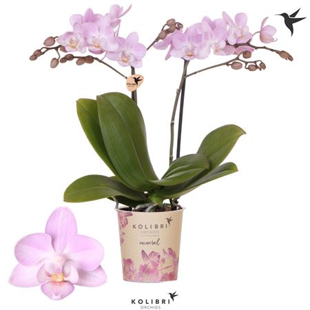 Phal Little Kolibri 2st Chili 22+ (ok)