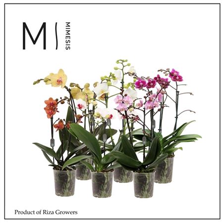 Phal 3st Multi Mix 30+ (mimesis)