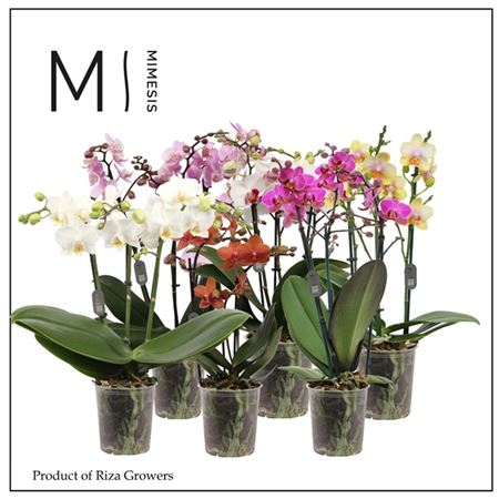 Phal 3st Multi Mix 30+ (для выращивающих орхидеи)