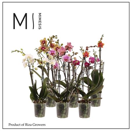 Phal Multi 2st Mix 35+(mimesis)