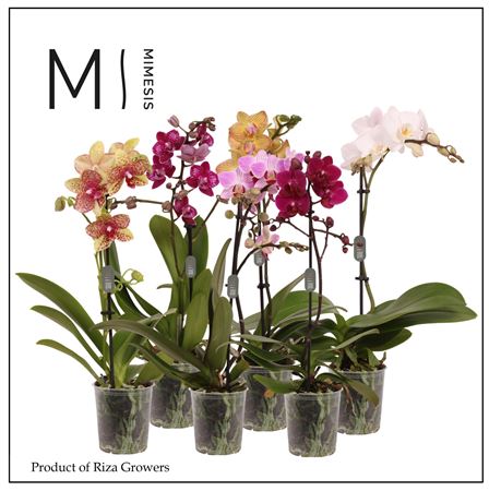Phal 1st Mix 9+ (mimesis)