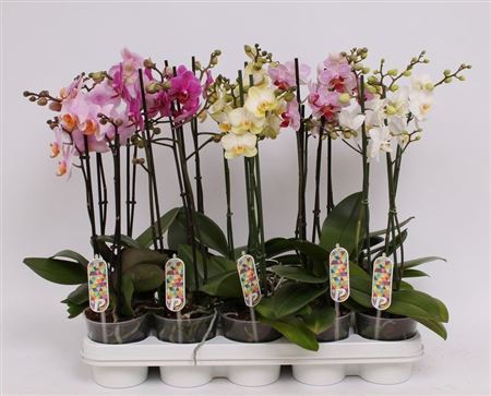 Phal Multi 2st Twinmix (pannekoek)