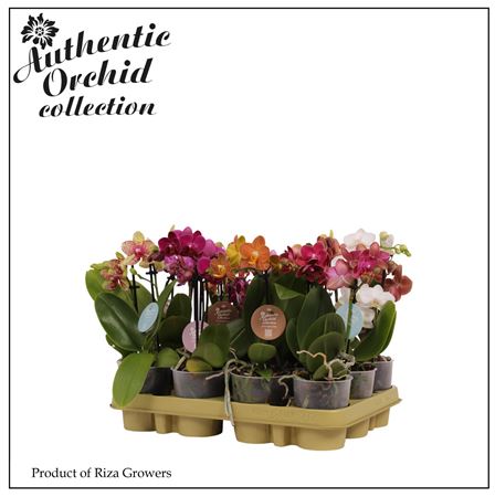 Phal Multi 2st Mix 12+ Authentic (orchid Growers)