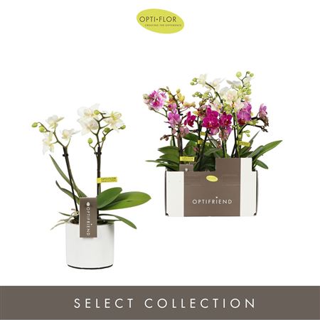 Phal Mini 2st Mix Lazio