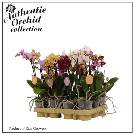 Phal 2st Authentic Multi Mix 12+ (orchid Growers)