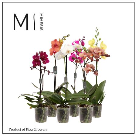 Phal 1st Multi Mix 11+ Authentic (orchid Growers)