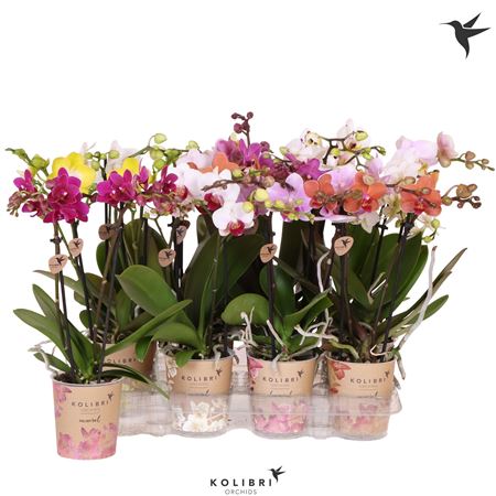 Phal 2st Mineral Mix 16+