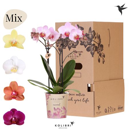 Phal 2st Mineral Mix
