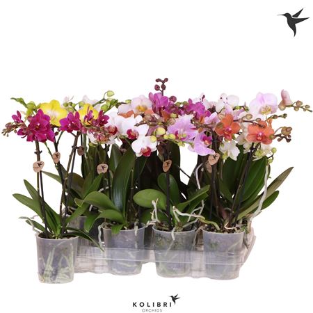 Phal 2st Mineral 16+