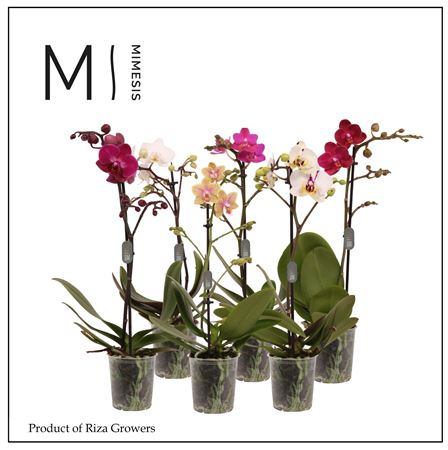 Phal 1st Mix 9+ (mimesis)