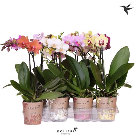Phal 1st Kolibri Orchids Mix (ok)