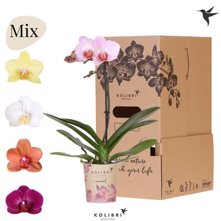 Phal 1st Kolibri Mix 8+ (ok)