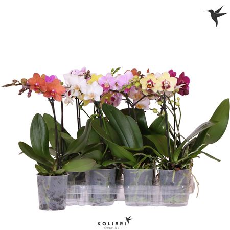 Phal 1st Kolibri Mix 8+ (ok)