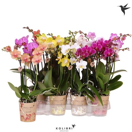 Phal Kolibri 3st Mineral Mix