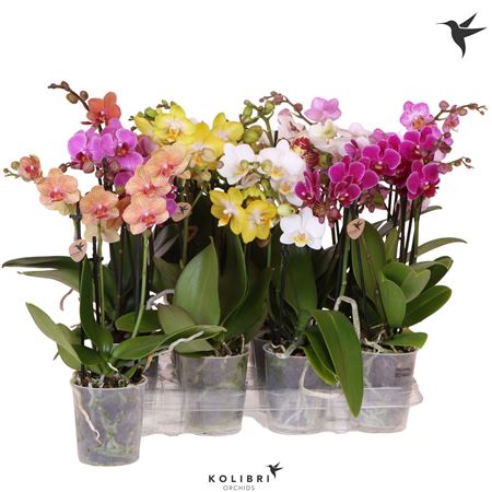 Phal Kolibri 3st Mineral Mix