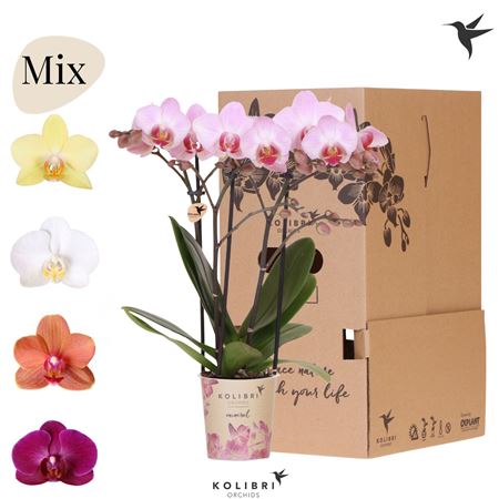 Phal Kolibri 3st Mineral Mix