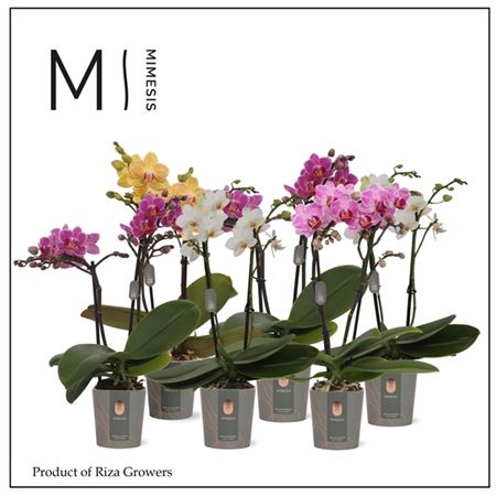 Phal Mini 1st Mix 16+ (mimesis)