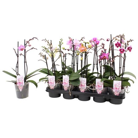 Phal Multi 2st Mix 18+