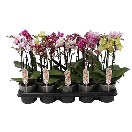 Phal Multi 2st Mix 14+