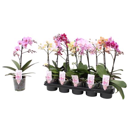 Phal Multi 1st Mix Branched