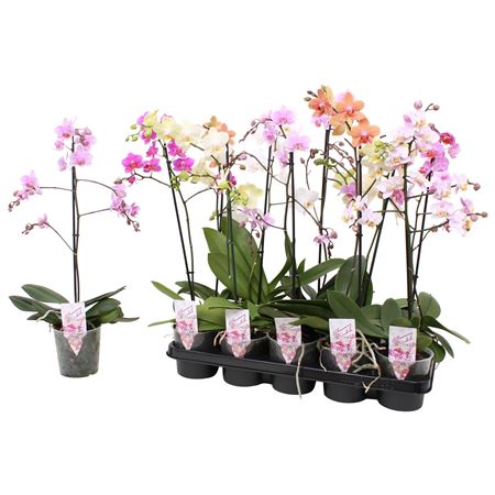 Phal Multi 1st Mix 12+ (pannekoek)