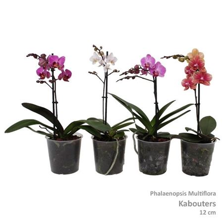 Phal Multi 1-2st Mix Kabouter 6+ (pannekoek)