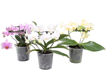 Phal Shape Mix Blossoming Beauty (pannekoek)