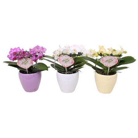 Phal Multi 2st Mix Angel In Sofia Ceramic 18+