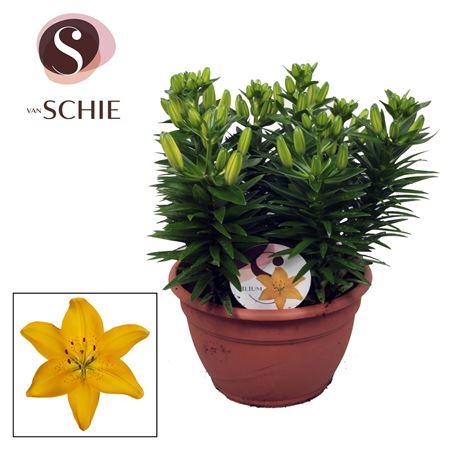 Lilium As Golden Matrix Bowl 9pp