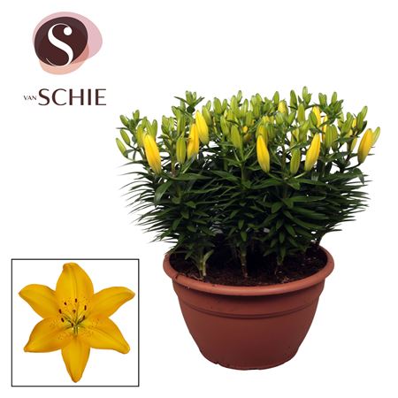 Lilium As Matrix Yellow Xl 15pp