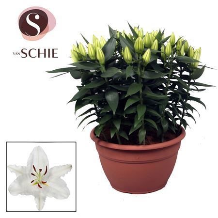 Lilium Or White Xl 15pp