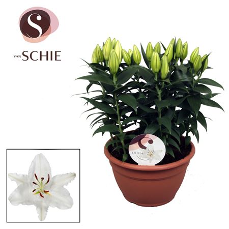 Lilium Or White In Bowl 9pp