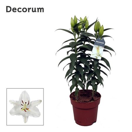 Lilium Or Oxygen 3pp (decorum)